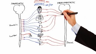 Pharmacology  AUTONOMIC NERVOUS SYSTEM MADE EASY [upl. by Sorel]