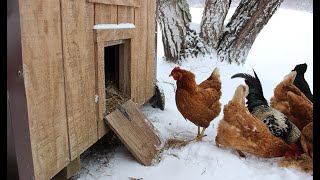 Winterizing your Chicken Coop [upl. by Ahsema]