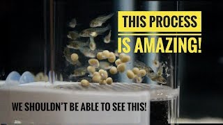 A BEAUTIFUL PROCESS  From Cichlid EGGS to Cichlid FISH in 24 days [upl. by Timus123]