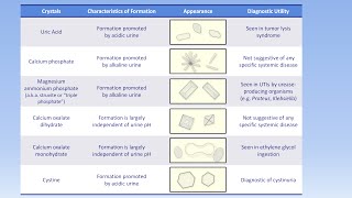 Interpretation of the Urinalysis Part 3  Microscopy and Summary [upl. by Annoda]