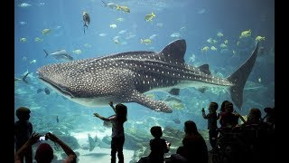 Discover the Spectacular Wonders of The Georgia Aquarium  Atlanta USA [upl. by Eisle222]