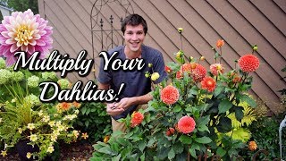 Grow Dahlias From CUTTINGS Easy Propagation Method 🌺 [upl. by Jeavons]