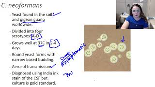 Cryptococcus neoformans [upl. by Sik153]