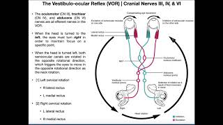 Vestibuloocular Reflex VOR  Structure amp Physiology [upl. by Haisi400]