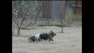 Funniest Basset Hound Video Ever [upl. by Ardnassak]