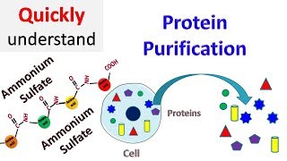 Protein Purification [upl. by Akapol223]