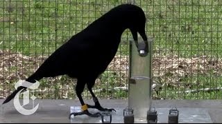 How Smart Are Crows  ScienceTake  The New York Times [upl. by Osborne715]