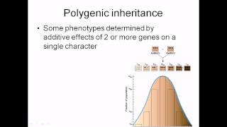 Polygenic inheritance [upl. by Ahsyat]