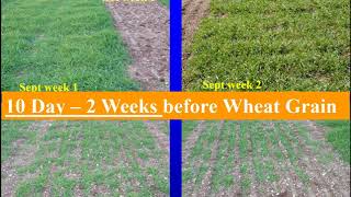 Establishing High Yield Winter Triticale 2017 [upl. by Irrol861]