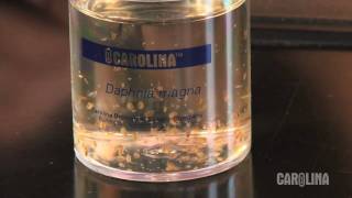 How to Care for Daphnia [upl. by Treat]