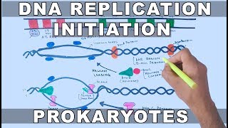 DNA Replication in Prokaryotes  Initiation [upl. by Littell]