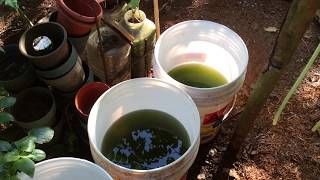 How to grow Green Water Algae [upl. by Onairam604]