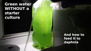 Green Water WITHOUT a Starter Culture  From Scratch  How To [upl. by Ytoc]