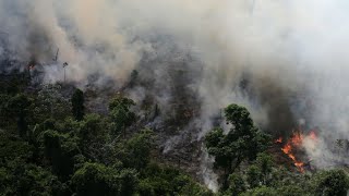 Incendios forestales en el Amazonas avanzan a una velocidad récord [upl. by Soalokin]