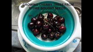 Growing Cherry trees from Store Bought Cherries [upl. by Bray]