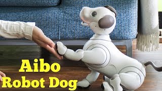 Sonys Aibo Robot Dog returns with advanced AI [upl. by Ybroc]