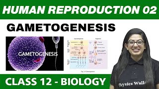 Human Reproduction 02  Gametogenesis  Class 12 NCERT [upl. by Ahola]