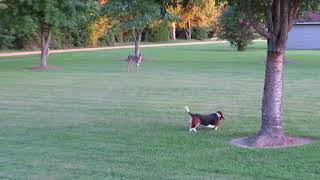 Basset Hound vs Deer in Yard [upl. by Abehsat]