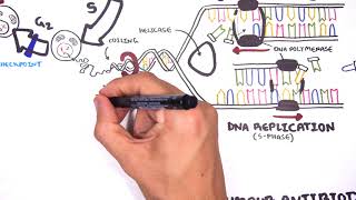 Pharmacology  Chemotherapy agents MOA Alkalating antimetabolites topoisomerase antimitotic [upl. by Aryamo]