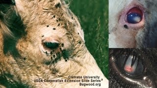 Pink Eye In Beef Cattle Causes Diagnosis Treatment  DL Step DVM [upl. by Prescott119]