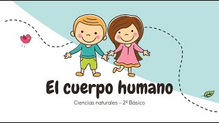 2º Básico  El cuerpo humano Ubicación órganos  Ciencias naturales [upl. by Fredrika]