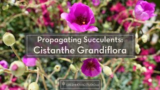 Propagating Succulents  Rock Purslane aka Cistanthe grandiflora or Calandrinia spectabilis [upl. by Nonnah211]