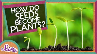 How Does A Seed Become A Plant  Backyard Science  SciShow Kids [upl. by Stalder]