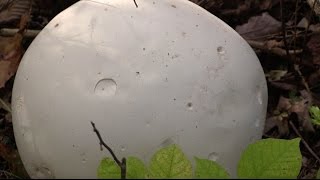 How to Identify and Eat White Puffball Mushrooms [upl. by Clite]