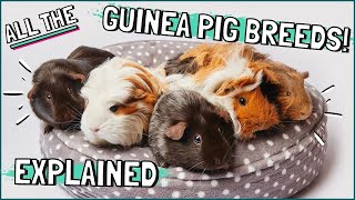 Guinea Pig Breeds Explained Which Breed Are Your Guinea Pigs [upl. by Enoed]