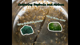 How To Culture Daphnia and Moinas using Green Water Spirulina powder [upl. by Llij]