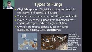 Introduction to Fungi [upl. by Eicaj979]