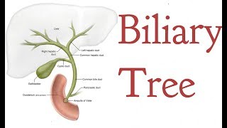 Biliary tree  Root  Anatomy [upl. by Illehs]