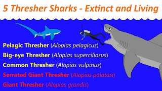 5 Thresher Sharks  Extinct and Living  Size Comparison [upl. by Grinnell685]