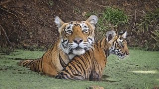 INDE  LES TIGRES EN VOIE D’EXTINCTION [upl. by Anairad506]