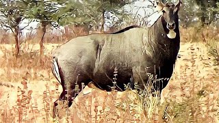 Angry Big bull Nilgai or blue bull Boselaphus tragocamelus face to face at Pohara jungle [upl. by Connett]