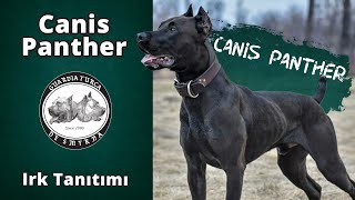 Canis Panther [upl. by Stuckey]