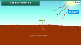 Essential Conditions for Germination of a Seed  Chapter 10  Science  Class 6  iPrep [upl. by Virgie]