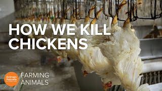 How slaughterhouses kill thousands of chickens an hour [upl. by Itirahc]