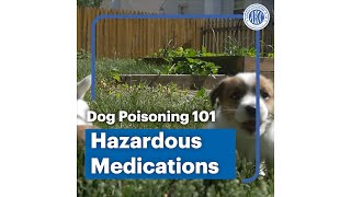 Dog poisoning 101  Hazardous Medications [upl. by Nevram]