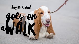 Walking a Stubborn Basset Hound [upl. by Selwyn]