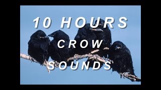 Crows  Relaxing Nature Sounds 10 Hours [upl. by Eceinhoj]