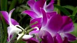 Dendrobium Orchid Care Made Easy [upl. by Sajovich970]