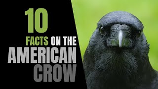 10 Fun Facts About the American Crow [upl. by Yla506]