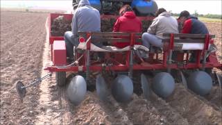 Planting of Miscanthus rhizomes [upl. by Lareneg]