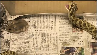 【貴重映像】セイブシシバナヘビとヒメキヌゲネズミ Western hognose snake and Djungarian Hamster 2 [upl. by Airolg899]