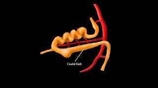 Embryological Rotation of the Midgut [upl. by Adeline]