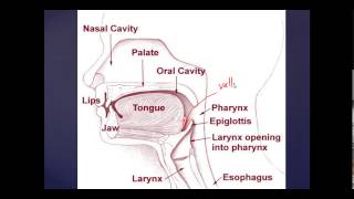 The Pharynx Anatomy and Function  Epiglottis  Larynx Examined [upl. by Akalam108]