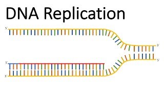 DNA replication [upl. by Adneral293]