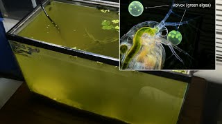 Raising Daphnia for the Freshwater Aquarium [upl. by Ahsiemaj]