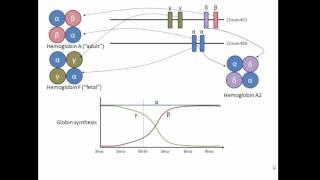 Globin genes hemoglobin and development [upl. by Yhtac]